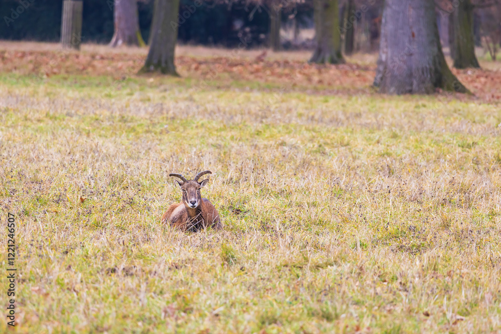 Sika deer - Cervus nippon, doe and mouflon in meadow and forest. Photo from wild nature Sika deer - Cervus nippon, doe and mouflon in meadow and forest. Photo from wild nature