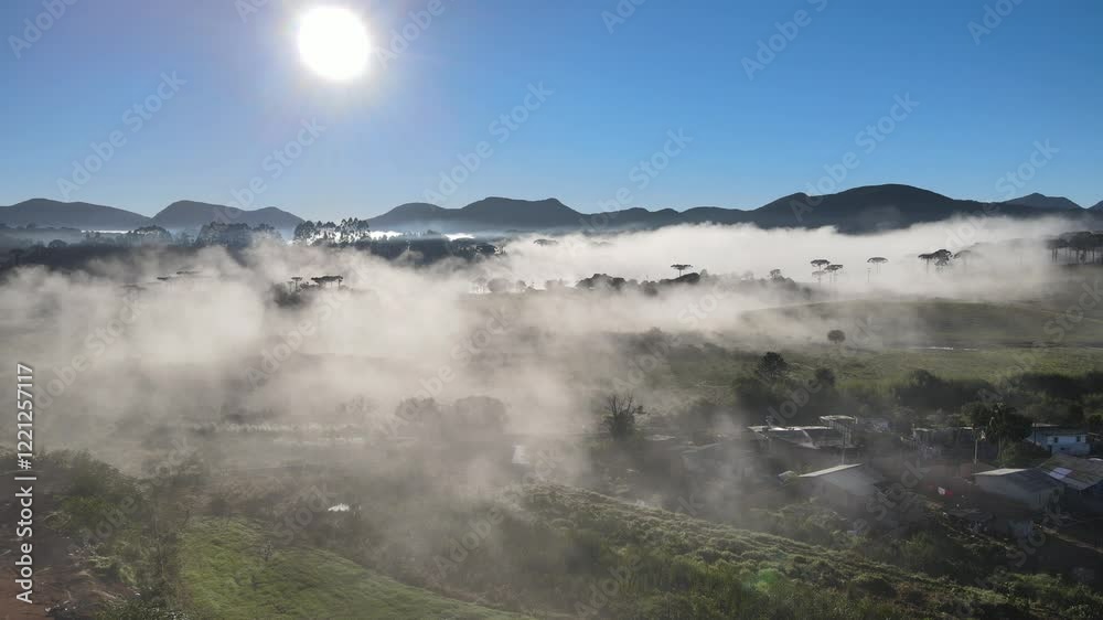 Voo sobre floresta de pinheiro araucária angustifolia na região sul do paraná em meio a neblina do amanhecer