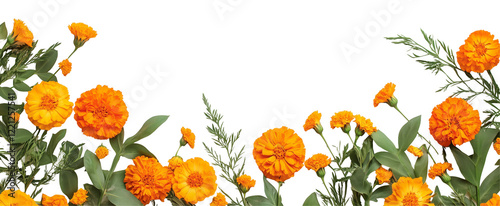 Marigold Floral Border: Vibrant orange marigolds and lush green foliage create a lively, natural border, perfect for adding a touch of autumnal warmth to any design.