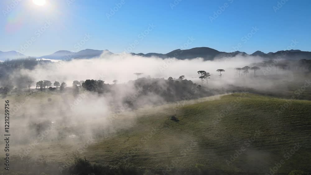 Voo sobre floresta de pinheiro araucária angustifolia na região sul do paraná em meio a neblina do amanhecer