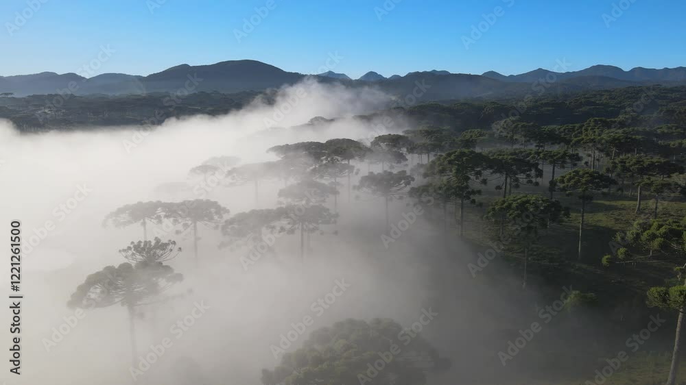 Voo sobre floresta de pinheiro araucária angustifolia na região sul do paraná em meio a neblina do amanhecer