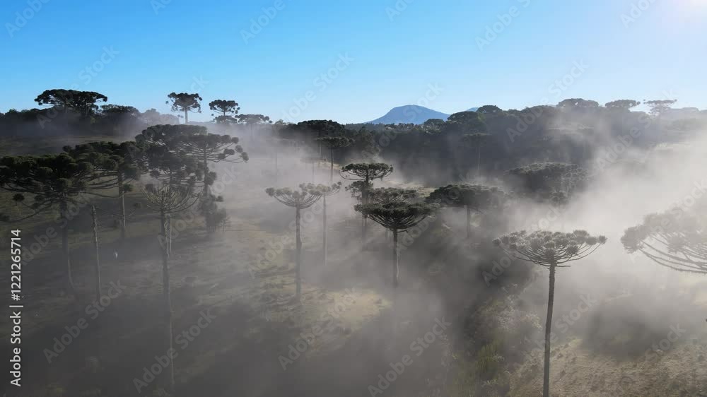 Voo sobre floresta de pinheiro araucária angustifolia na região sul do paraná em meio a neblina do amanhecer