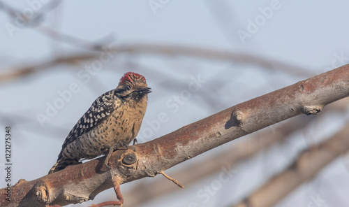 Male Ladderback Woodpecker Perched on a Tree Branch photo