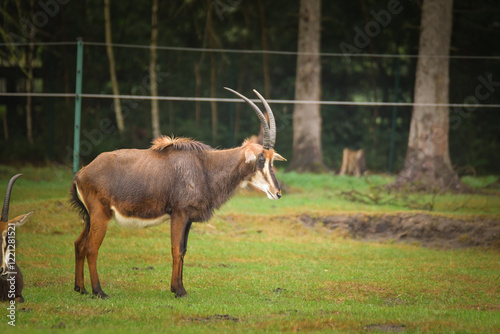 Canvas Print The antelope walking around its enclosure on safari