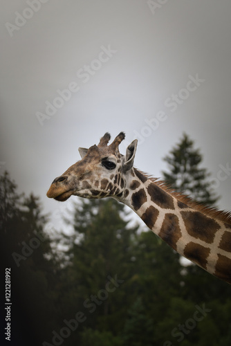 Canvas Print The giraffe walking around its enclosure on safari
