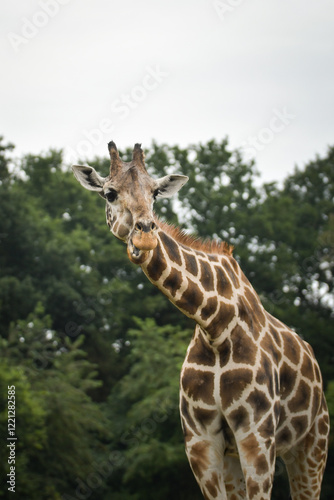 Canvas Print The giraffe walking around its enclosure on safari