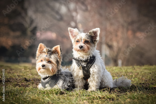 Autumn portrait of dogs. They are so cute in the nature. they have so lovely face	