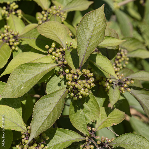 Feuillage et baies de.Callicarpa bodinieri en été photo