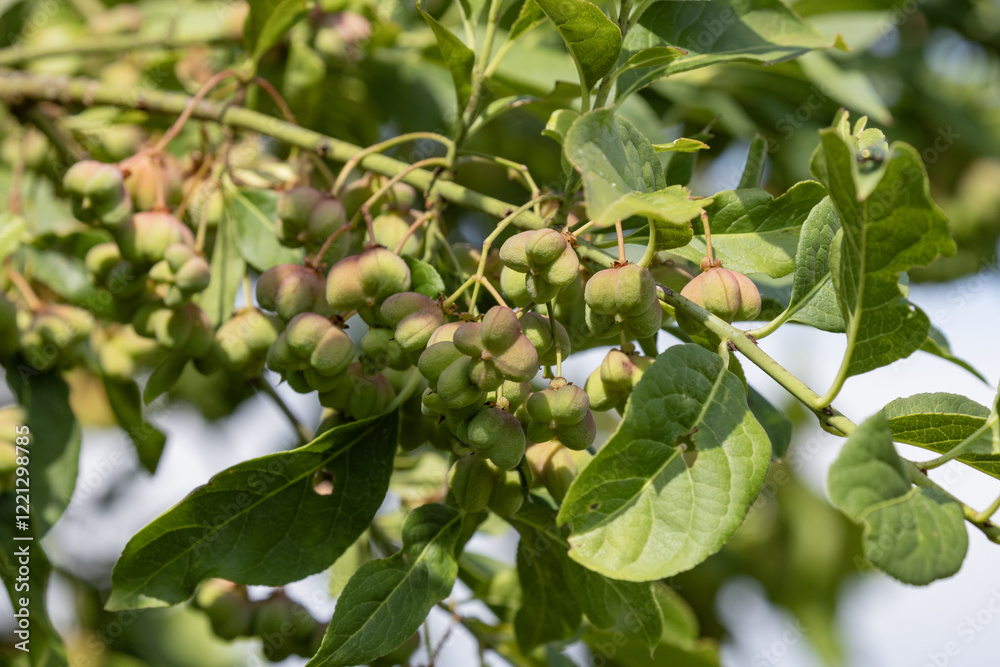 Fruits du Euonymus europaeus Fruits du Euonymus europaeus