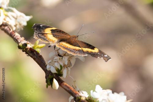 Garden Commodore also called Garden Inspector (Precis archesia) on flowers of coffee plant in garden of hotel lodging in Arusha Tanzania East Africa