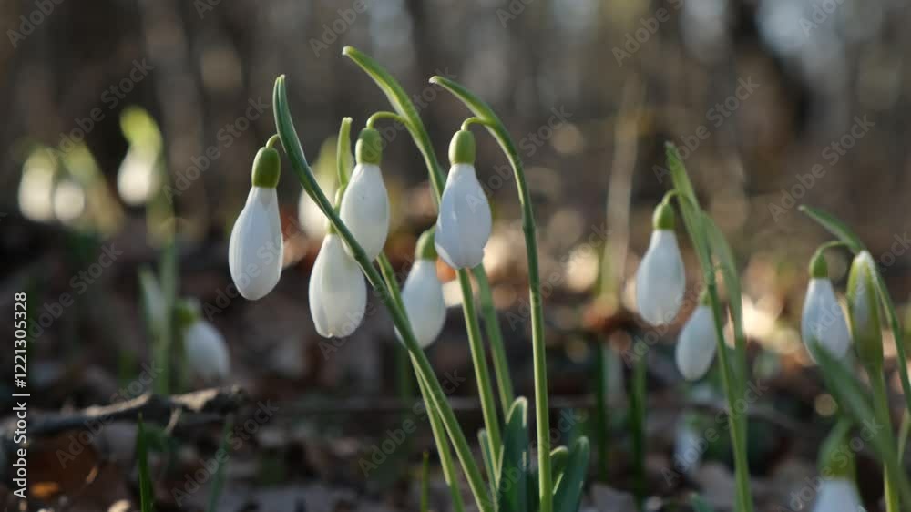 White snowdrops (Galanthus nivalis) grow in the spring in the forest. A light breeze stirs the stems of fragile and delicate primroses. Bright sun rays illuminate the clearing with snowdrops. White snowdrops (Galanthus nivalis) grow in the spring in the forest. A light breeze stirs the stems of fragile and delicate primroses. Bright sun rays illuminate the clearing with snowdrops.
