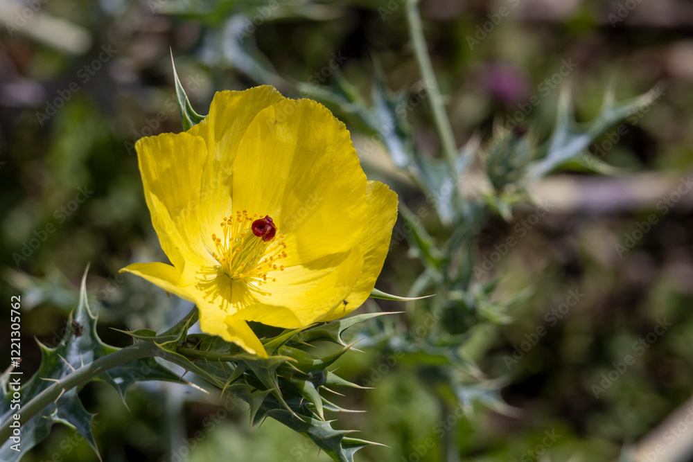 Beautiful Yellow bloom Mexican prickly poppy (Argemone mexican) also known as Mexican poppy, Mexican prickly poppy, flowering thistle, cardo, and cardosanto in Tanzania East Africa Beautiful Yellow bloom Mexican prickly poppy (Argemone mexican) also known as Mexican poppy, Mexican prickly poppy, flowering thistle, cardo, and cardosanto in Tanzania East Africa