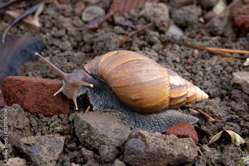 Giant African land snail (Lissachatina fulica) in Arusha National Park in Tanzania East Africa photo