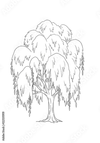 tree willow sketch 