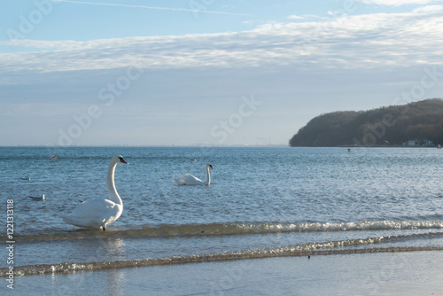 Fototapeta Naklejka Na Ścianę i Meble -  swans on the sea