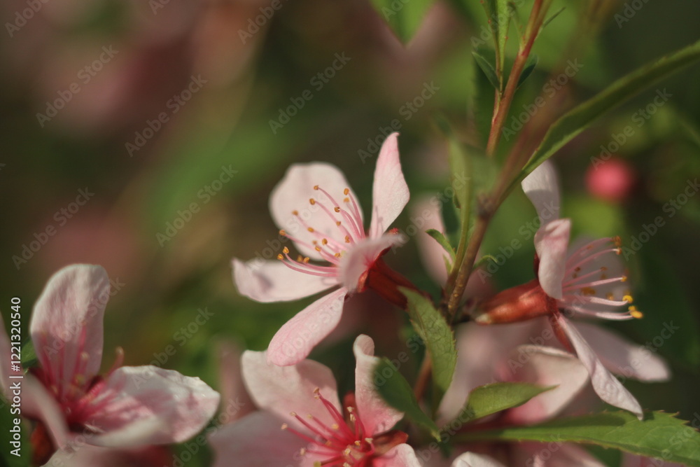 Obraz premium pink flower
