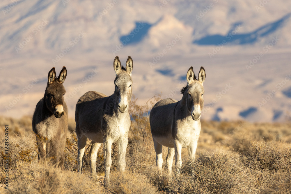 Obraz premium Wild Burros in the LAke Mead National Recreation Area in the Nevada Desert