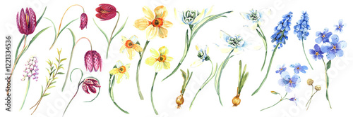 Blue muscari, fritillary, daffodils, hyacinth clipart. Easter spring flowers invitations cards. Hand painted  stock illustration. Isolated elements on white background.