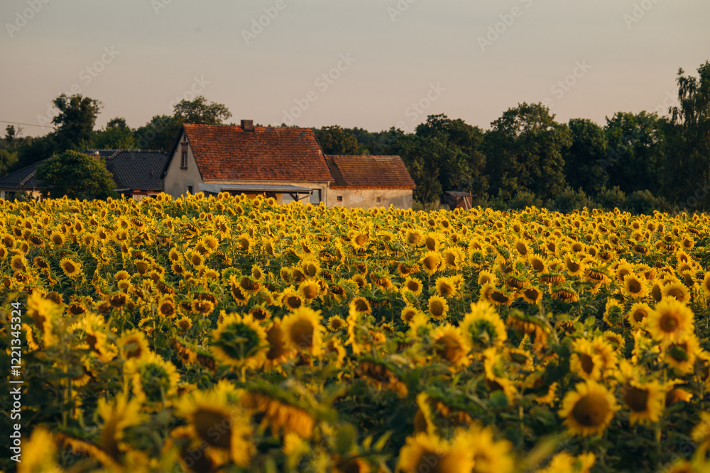 Sunflowers in Opole Voivodeship glowing under the warm hues of a setting sun, with a serene rural landscape in the background, capturing the charm of summer evenings in Poland.