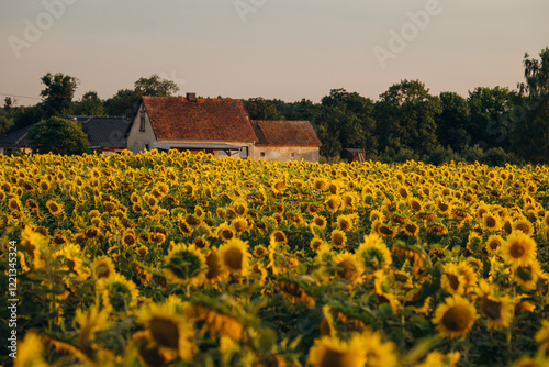 Obraz na płótnie Sunflowers in Opole Voivodeship glowing under the warm hues of a setting sun, with a serene rural landscape in the background, capturing the charm of summer evenings in Poland. w salonie
