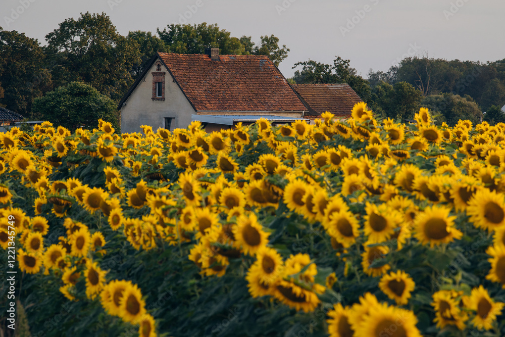 Sunflowers in Opole Voivodeship glowing under the warm hues of a setting sun, with a serene rural landscape in the background, capturing the charm of summer evenings in Poland.