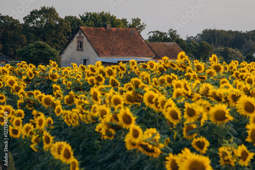 Sunflowers in Opole Voivodeship glowing under the warm hues of a setting sun, with a serene rural landscape in the background, capturing the charm of summer evenings in Poland. photo