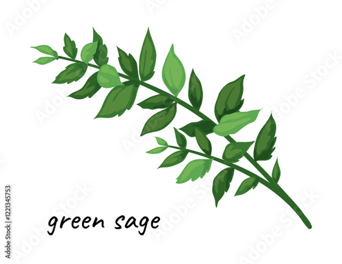 Herbal leaves icon. Green sage. Organic herb. Natural plant twig. Food ingredient. Culinary seasoning. Botanical element. Kitchen vegetable condiment. Vector spicy vegetarian product