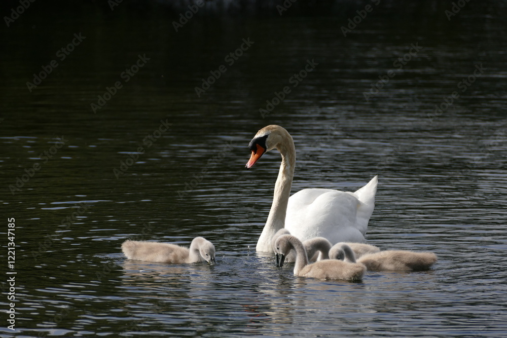Obraz premium swan with cygnets