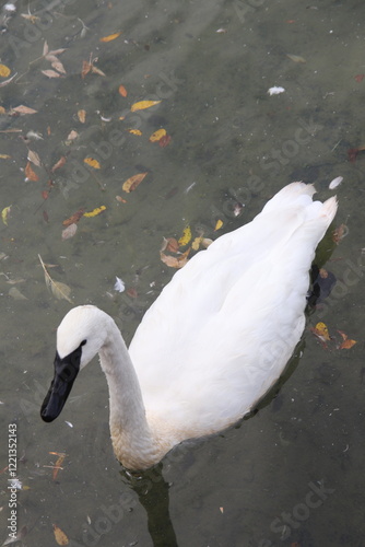 Swans, ducks, and geese on the pond feasting on breadcrumbs at the dam in a city park	 photo