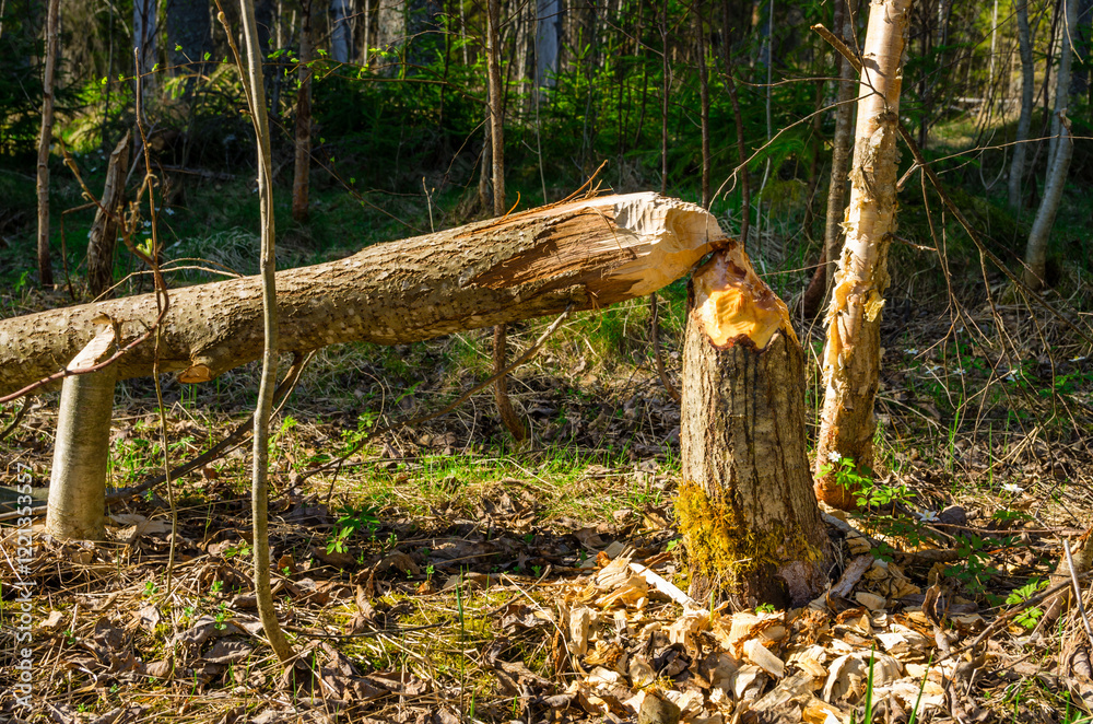 Obraz premium ree Gnawed and Felled by Beavers in a Swedish Forest