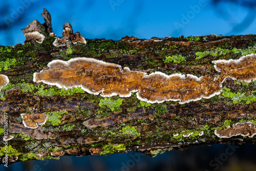 Cylindrobasidium evolvens, saprotrophic crust fungus on a rotten tree branch, Ukraine