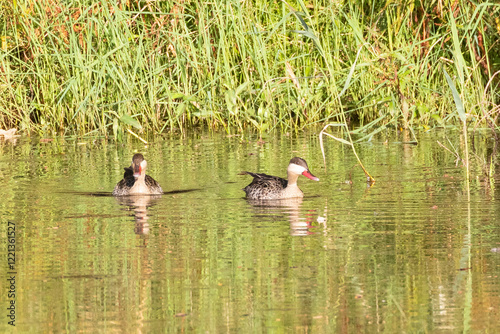 Breeding pair of Red-billed Teals (Anas erythrorhyncha) swimming in river near Swellendam, Western Cape, South Africa at sunset photo