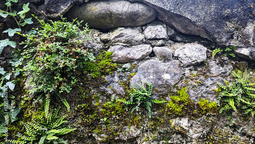 Texture of old wall with moss and plants.
