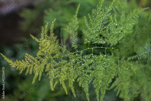 planta en el bosque, verde con desenfoque