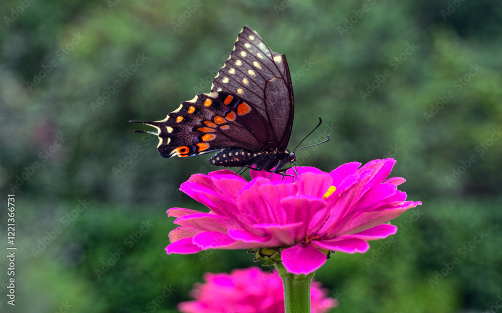 Black swallowtail butterfly in summer