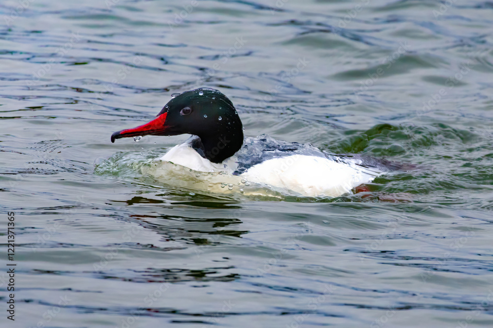 Common Merganser, Goosander, Mergus merganser Common Merganser, Goosander, Mergus merganser