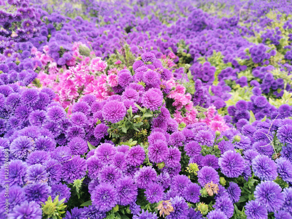 Obraz premium Purple flowers field