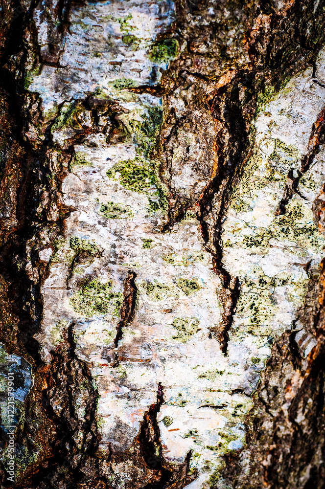 Fototapeta premium Close-up view of a tree trunk's bark The image showcases the intricate patterns textures and colours of the bark including various shades of brown grey, and white, patches of green moss. 