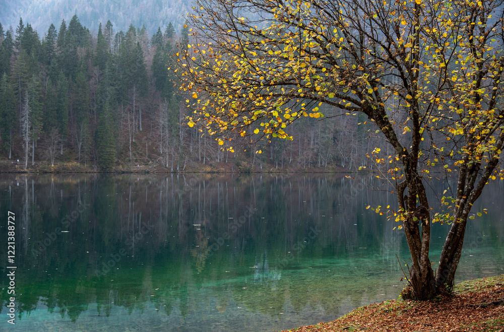 Fototapeta premium Yellow autumn tree leaves hanging over tranquil lake in the alps