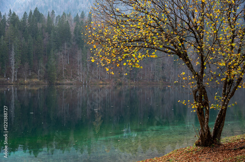Yellow autumn tree leaves hanging over tranquil lake in the alps