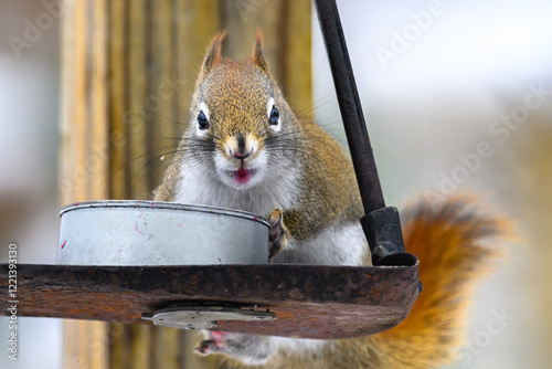 A small cute Red Squirrel feeds on grape jelly this cold winter day in Windsor in Upstate NY.   photo