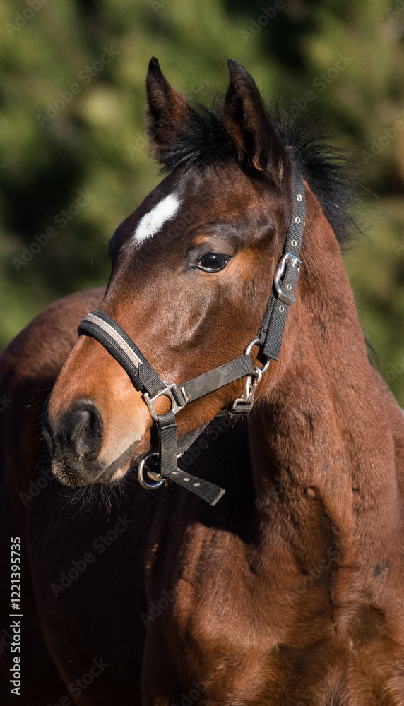 Fototapeta premium Portret młodego ogiera na tle jesiennej zieleni