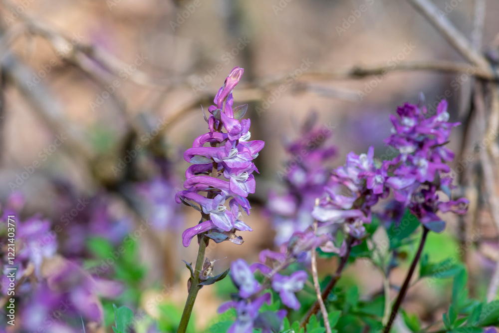 Corydalis cava bulbous hollowroot flowers in bloom, colorful purple violet white flowering springtime plants