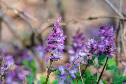 Obraz na płótnie Corydalis cava bulbous hollowroot flowers in bloom, colorful purple violet white flowering springtime plants w salonie