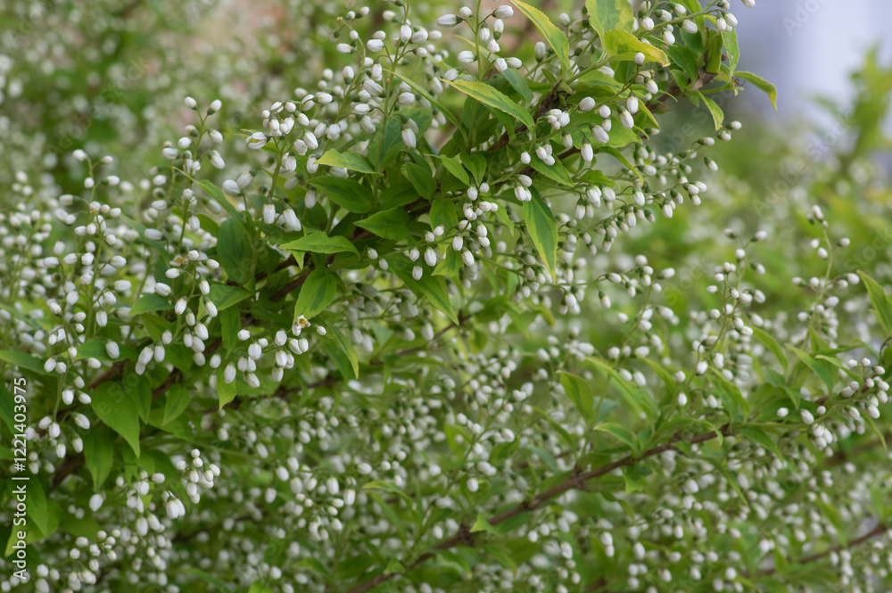 Deutzia gracilis duncan Chardonnay pearls white flowering shrub, beautiful ornamental flowers starting to bloom