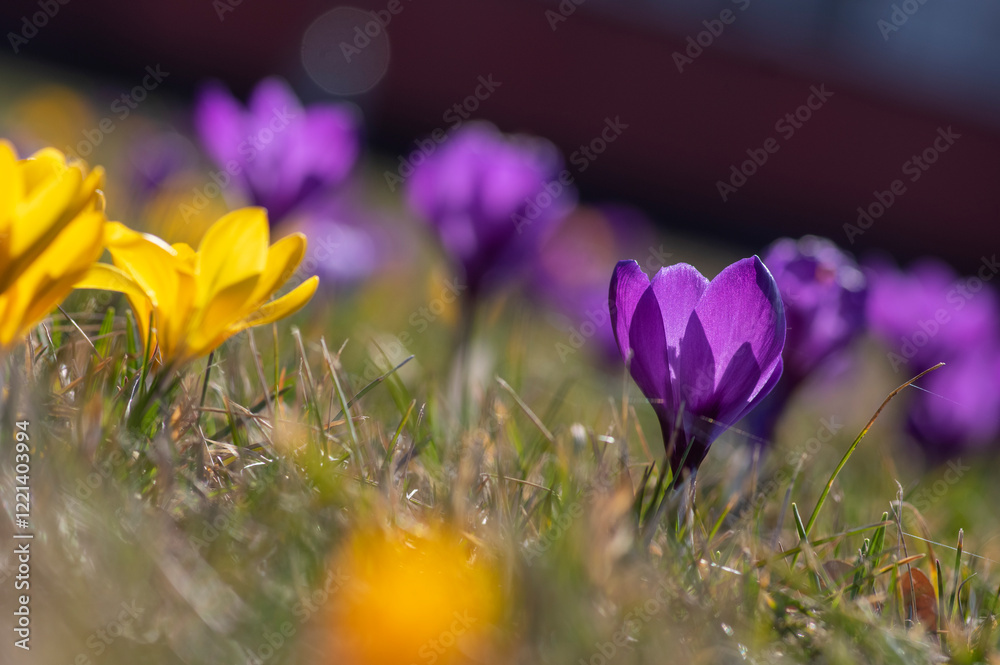 Field of flowering crocus vernus plants, group of bright colorful early spring flowers in bloom