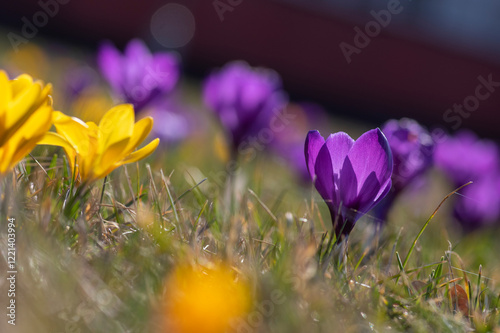 Obraz na płótnie Field of flowering crocus vernus plants, group of bright colorful early spring flowers in bloom w salonie