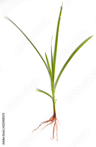 A close-up of a young plant with a well-developed fibrous root system against a clean white background. The image showcases the intricate network of thin roots branching out from the base of the stem.
