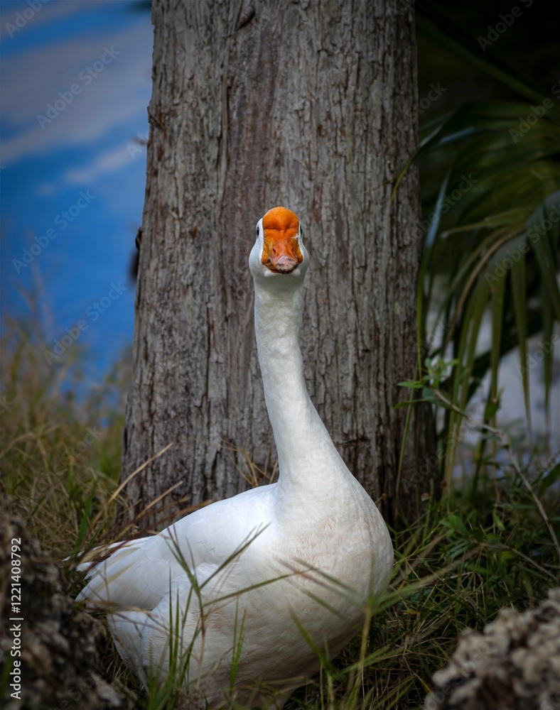 Fototapeta premium Goose looking