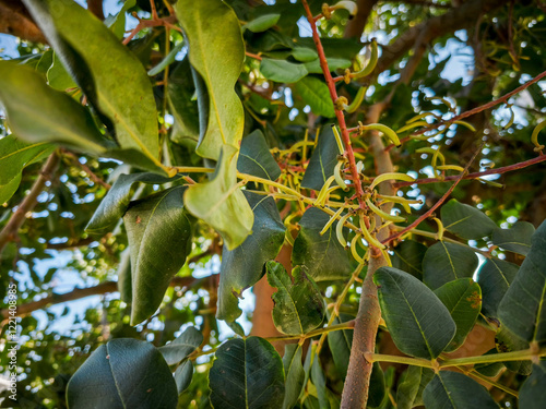 Konstfotografi Carob tree , fresh green carob berries carob healthy food, Ceratonia siliqua (ca